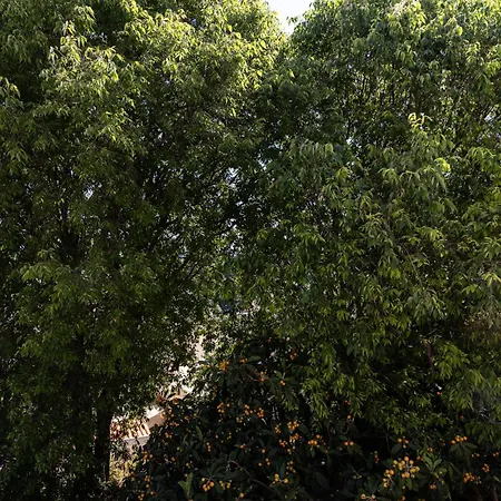 Bliss Near Bellevue *