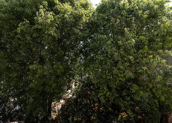 Bliss Near Bellevue *