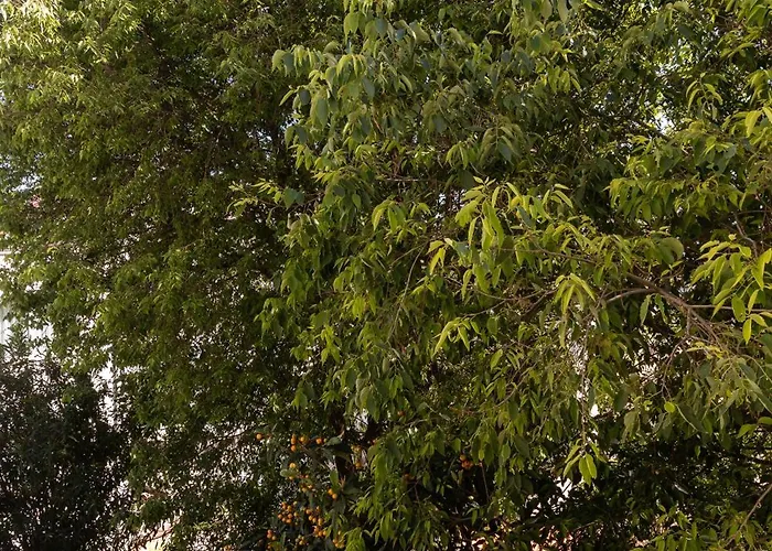 Bliss Near Bellevue * Ντουμπρόβνικ